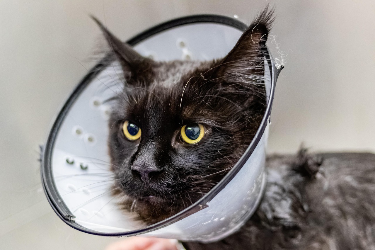 Najčešći zdravstveni problemi mačaka u 2026.: simptomi, kućni lijekovi i kada zvati veterinara
